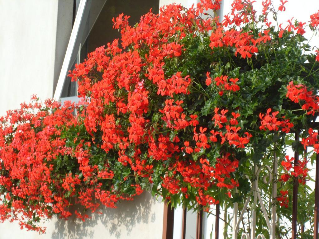 Albergo Ristorante Regina 보그난코 외부 사진